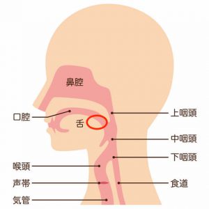 声帯の位置