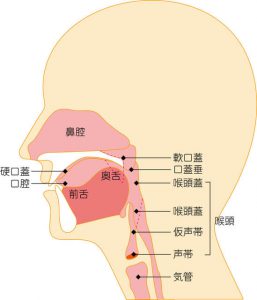 軟口蓋の位置