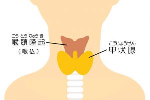 喉仏の位置