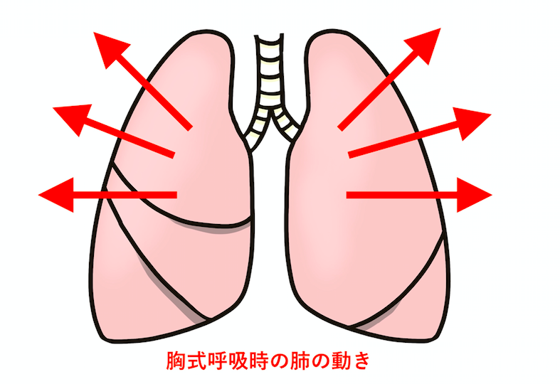 胸式呼吸とは外肋骨筋が伸縮し肺が横に広がっていく呼吸