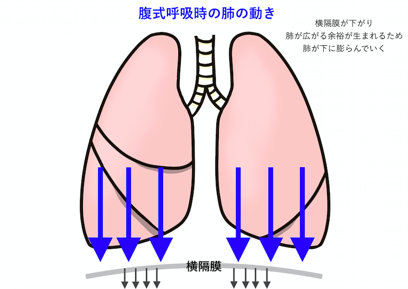 腹式呼吸時は横隔膜が下がることで肺が下に広がる余裕が生まれる
