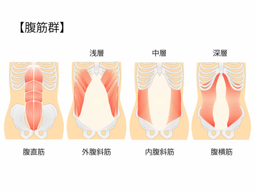 腹筋群